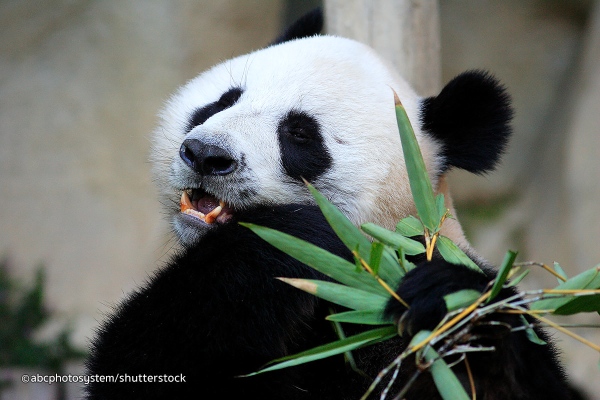 Chiang-Mai-Zoo-Panda.jpg